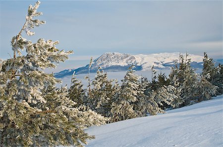 Frost forest (pines) in the foreground. The valley covered with clouds and  mountain are in the background. Stockbilder - Microstock & Abonnement, Bildnummer: 400-07307699