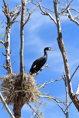 cormorant (phalacrocorax carbo ) on nest in Danube Delta, Romania Stock Photo - Budget Royalty-Free & Subscription, Code: 400-07307705