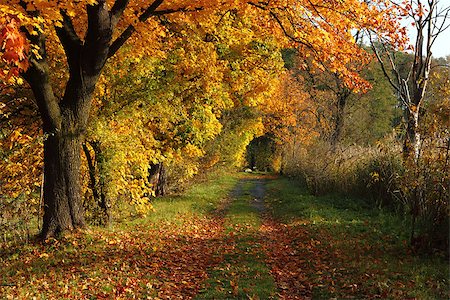 simsearch:400-05254593,k - czech color autumn country (details form big forest) Stock Photo - Budget Royalty-Free & Subscription, Code: 400-07308318