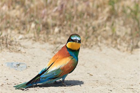 european bee eater (Merops Apiaster) in Danube Delta, Romania Stockbilder - Microstock & Abonnement, Bildnummer: 400-07308549