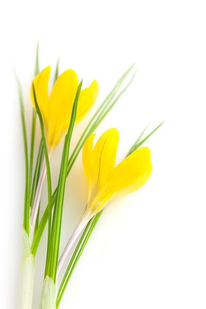 simsearch:622-02354988,k - Beautiful Yellow Spring Flowers isolated on white background / Crocus Stock Photo - Budget Royalty-Free & Subscription, Code: 400-07308897