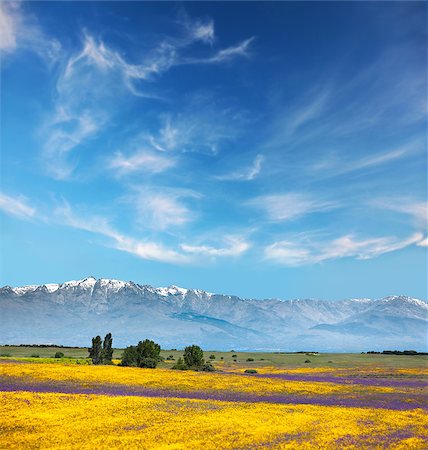 simsearch:400-06918860,k - Beautiful colors  in Mountain valley / yellow and purple flowers / Spain (Europe) Stock Photo - Budget Royalty-Free & Subscription, Code: 400-07308898
