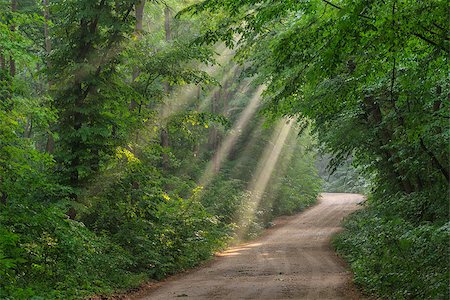 porojnicu (artist) - sun fog forest on a country road. Comana Natural Park, Romania Foto de stock - Super Valor sin royalties y Suscripción, Código: 400-07308965