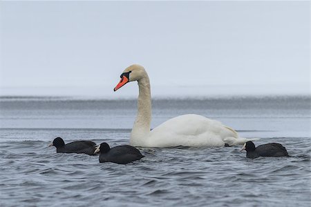 foulque - Whooper Swan (Cygnus cygnus) and Eurasian coot (Fulica atra) in winter.  Location: Comana Natural Park, Romania. Foto de stock - Super Valor sin royalties y Suscripción, Código: 400-07308966