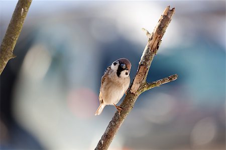 simsearch:400-04656581,k - The bird sparrow sits on a mountain ash branch in winter day Stock Photo - Budget Royalty-Free & Subscription, Code: 400-07308970