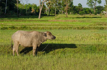 Thai water buffalo in the rice field countryside Stock Photo - Budget Royalty-Free & Subscription, Code: 400-07309127