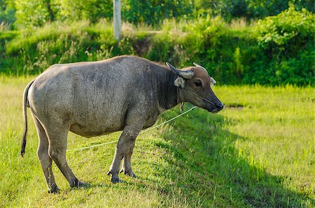 simsearch:400-07555167,k - Thai water buffalo in the rice field countryside Stock Photo - Budget Royalty-Free & Subscription, Code: 400-07309129