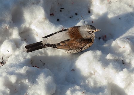 simsearch:400-04656581,k - The bird Thrush sits on a mountain ash branch in winter day Stock Photo - Budget Royalty-Free & Subscription, Code: 400-07309132