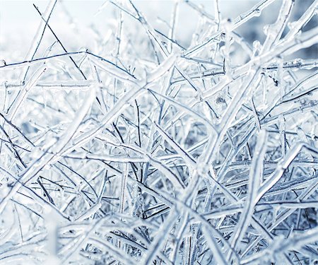 Photo of winter nature with icy branches Stock Photo - Budget Royalty-Free & Subscription, Code: 400-07309184