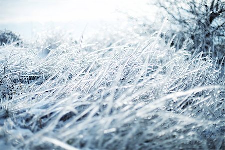 Photo of winter nature with icy grass Stock Photo - Budget Royalty-Free & Subscription, Code: 400-07309186