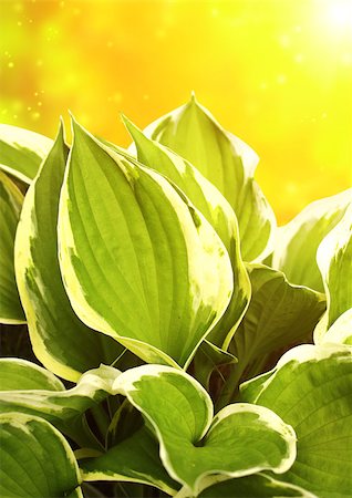 funkie - Fresh green leaves of a hosta Stockbilder - Microstock & Abonnement, Bildnummer: 400-07309226