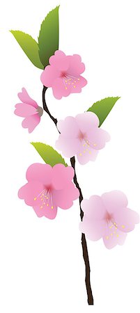 simsearch:400-04778102,k - vector cherry blossom Fotografie stock - Microstock e Abbonamento, Codice: 400-07309269