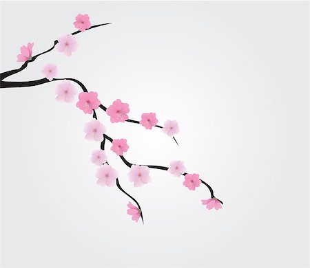 simsearch:400-04778102,k - vector cherry blossom Fotografie stock - Microstock e Abbonamento, Codice: 400-07309262