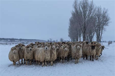 porojnicu (artist) - flock of sheep in winter. Comana Natural Park, Romania Foto de stock - Super Valor sin royalties y Suscripción, Código: 400-07309309