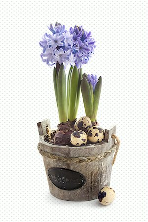 simsearch:6102-03750354,k - Easter : hyacinth flowers with quail eggs on spotted background Photographie de stock - Aubaine LD & Abonnement, Code: 400-07309361