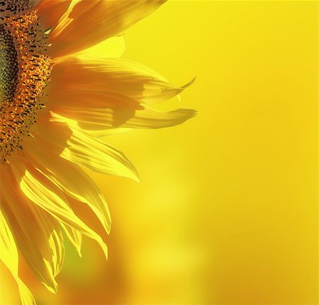 simsearch:400-04714958,k - Yellow sunflower background Foto de stock - Super Valor sin royalties y Suscripción, Código: 400-07309434