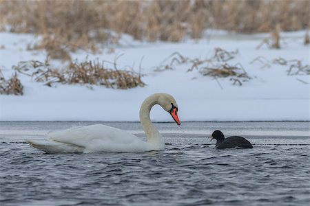 foulque - Whooper Swan (Cygnus cygnus) and Eurasian coot (Fulica atra) in winter.  Location: Comana Natural Park, Romania Photographie de stock - Aubaine LD & Abonnement, Code: 400-07309672
