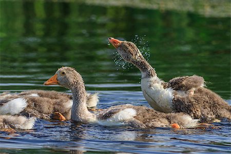 simsearch:400-04716772,k - domestic geese chicks  swimming in the lake Photographie de stock - Aubaine LD & Abonnement, Code: 400-07309884