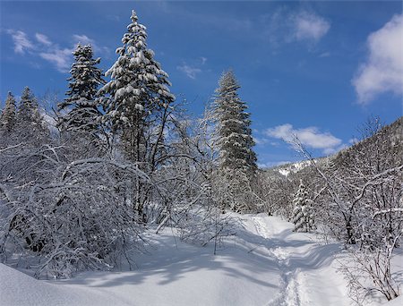 forêt boréale - Photographed on May 2 in the Baikal region, Khamar-Daban. Photographie de stock - Aubaine LD & Abonnement, Code: 400-07300183