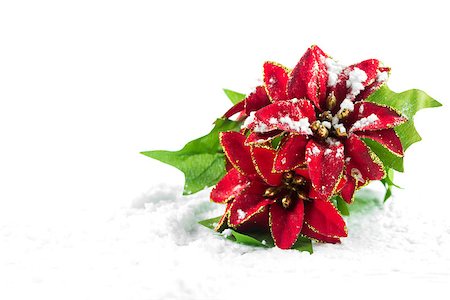 snow border - Christmas poinsettia with snow Stock Photo - Budget Royalty-Free & Subscription, Code: 400-07300322
