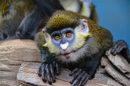 Small monkey with the big eyes Stock Photo - Budget Royalty-Free & Subscription, Code: 400-07300611