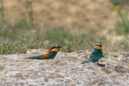 simsearch:400-06423262,k - european bee eater (Merops Apiaster) with a dragonfly Photographie de stock - Aubaine LD & Abonnement, Code: 400-07301046