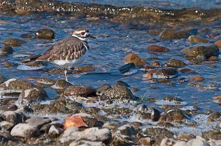 pluvier - Killdeer on the shore line Photographie de stock - Aubaine LD & Abonnement, Code: 400-07301067