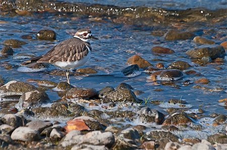 simsearch:400-06525596,k - Killdeer on the shore line Photographie de stock - Aubaine LD & Abonnement, Code: 400-07301067