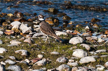 pluvier - Killdeer on the shore line Photographie de stock - Aubaine LD & Abonnement, Code: 400-07301062