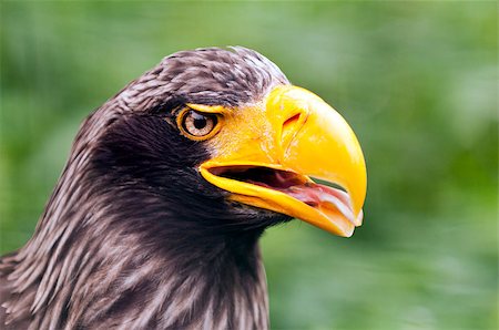 simsearch:400-07631583,k - A closeup of the head of a steller's sea eagle Foto de stock - Super Valor sin royalties y Suscripción, Código: 400-07301426