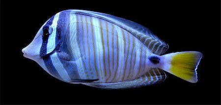simsearch:400-07465453,k - angelfish fish on a black background Photographie de stock - Aubaine LD & Abonnement, Code: 400-07301420