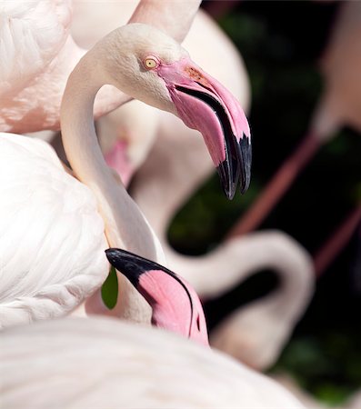 simsearch:400-04519315,k - A shot of the head of a flamingo. Fotografie stock - Microstock e Abbonamento, Codice: 400-07301430