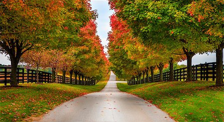 Road between horse farms in rural Kentucky Foto de stock - Super Valor sin royalties y Suscripción, Código: 400-07301501