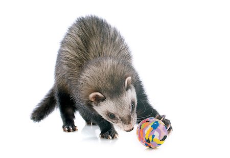 playing brown ferret in front of white background Stock Photo - Budget Royalty-Free & Subscription, Code: 400-07301594