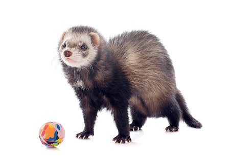 playing brown ferret in front of white background Stock Photo - Budget Royalty-Free & Subscription, Code: 400-07301595