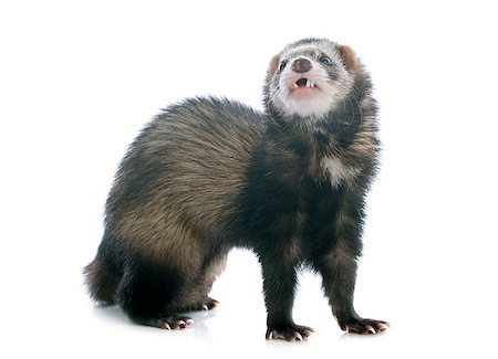 ferret - brown ferret in front of white background Stock Photo - Budget Royalty-Free & Subscription, Code: 400-07301592