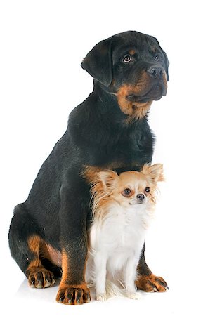 simsearch:400-06565923,k - portrait of a purebred puppy rottweiler and chihuahua in front of white background Photographie de stock - Aubaine LD & Abonnement, Code: 400-07301648