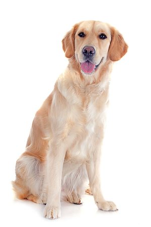simsearch:400-04283000,k - purebred golden retriever in front of a white background Stock Photo - Budget Royalty-Free & Subscription, Code: 400-07301650