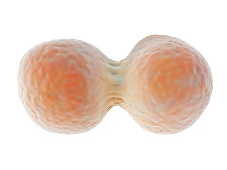 3d illustration depicting cell division, a process whereby a cell divides into two new daughter cells with the same genetic material during growth or reproduction Stock Photo - Budget Royalty-Free & Subscription, Code: 400-07301674