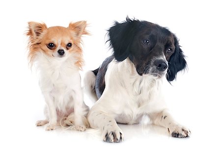 simsearch:400-07318607,k - portrait of a brittany spaniel and chihuahua in front of white background Stock Photo - Budget Royalty-Free & Subscription, Code: 400-07301754