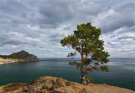 Onely pine on a sandy bay, Baikal Stock Photo - Budget Royalty-Free & Subscription, Code: 400-07302059