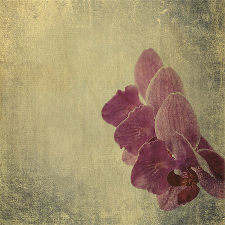 simsearch:400-05923102,k - textured old paper background with magenta phalaenopsis orchid Stockbilder - Microstock & Abonnement, Bildnummer: 400-07302080