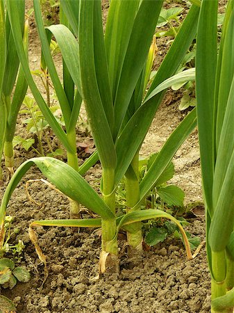 dleonis (artist) - green garlic growing on bed Foto de stock - Royalty-Free Super Valor e Assinatura, Número: 400-07302208