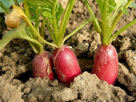 simsearch:400-05682396,k - organic radishes growing on bed Stock Photo - Budget Royalty-Free & Subscription, Code: 400-07302217