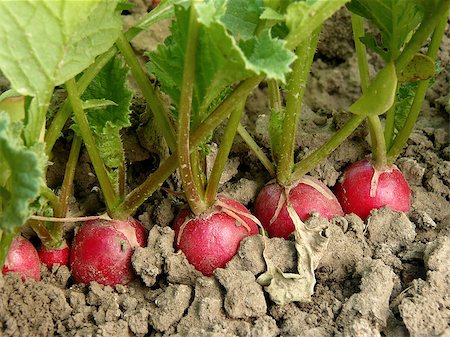 pink radish - organic radishes growing on the vegetable bed Stock Photo - Budget Royalty-Free & Subscription, Code: 400-07302218