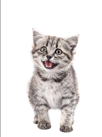 Lovable grey kitten isolated on white background Stock Photo - Budget Royalty-Free & Subscription, Code: 400-07302252