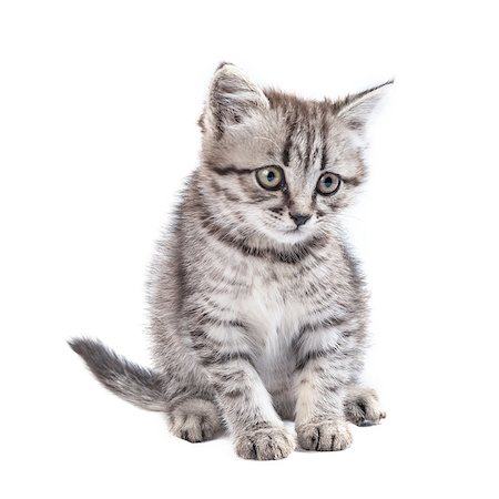 Lovable grey kitten isolated on white background Stock Photo - Budget Royalty-Free & Subscription, Code: 400-07302253