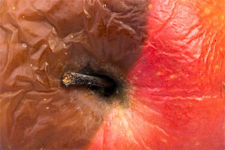 decaying fruit photography - Rotten apple. Part brown and part red Stock Photo - Budget Royalty-Free & Subscription, Code: 400-07302322