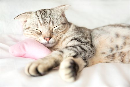 simsearch:400-07508685,k - smiling cat sleeps on bed Stock Photo - Budget Royalty-Free & Subscription, Code: 400-07302359