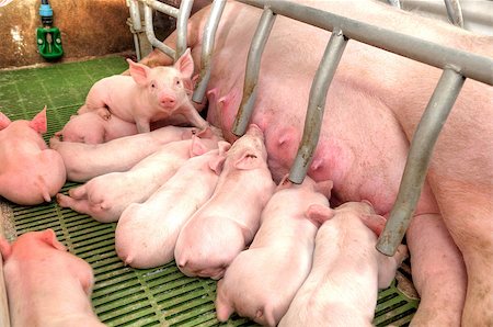 dinner with family and a baby - Little piglets suckling their mother at the pig factory Stock Photo - Budget Royalty-Free & Subscription, Code: 400-07302447